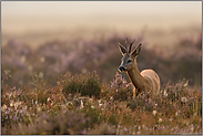 an einem Spätsommerabend in der Heide... Rehbock *Capreolus capreolus*