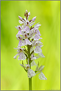 Popart... Geflecktes Knabenkraut *Dactylorhiza maculata*