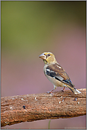 strenger Blick... Kernbeisser *Coccothraustes coccothraustes*