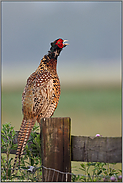 der Schrei... Fasanenhahn *Phasianus colchicus*