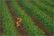 abends auf dem Maisacker... Feldhase *Lepus europaeus*