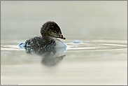 Jungvogel... Schwarzhalstaucher *Podiceps nigricollis*