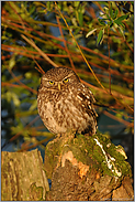 erste Sonnenstrahlen... Steinkauz *Athene noctua*