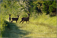 führend... Rehwild *Capreolus capreolus*