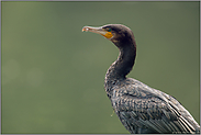 im Porträt... Kormoran *Phalacrocorax carbo*