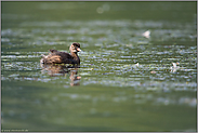 Nachwuchs... Zwergtaucher *Tachybaptus ruficollis*