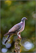 Lichtreflexe... Ringeltaube *Columba palumbus*