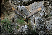 der Abstoss vom Felsen... Europäischer Uhu *Bubo bubo*