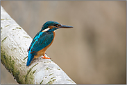 beim letzten Hochwasser... Eisvogel *Alcedo atthis*