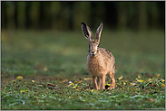 nach der Mahd... Feldhase *Lepus europaeus*