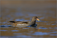 eilig unterwegs... Teichhuhn *Gallinula chloropus *