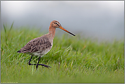 bei der Nahrungssuche... Uferschnepfe *Limosa limosa*