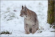 Orientierung... Eurasischer Luchs *Lynx lynx*