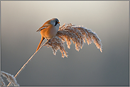 im Streiflicht... Bartmeise *Panurus biarmicus*