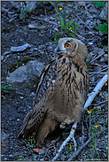 im Licht der Nacht... Europäischer Uhu *Bubo bubo*