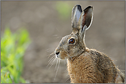 Portrait im jungen Mais... Feldhase *Lepus europaeus*