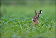 hallo, wer da... Feldhase *Lepus europaeus*