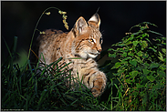 auf der Pirsch... Eurasischer Luchs *Lynx lynx*