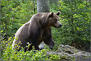 mächtig... Europäischer Braunbär *Ursus arctos*