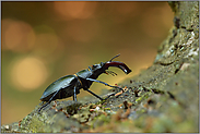 auf Totholz... Hirschkäfer *Lucanus cervus*