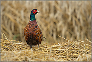 Orientierung... Jagdfasan *Phasianus colchicus*