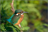 in der Ufervegetation... Eisvogel *Alcedo atthis*