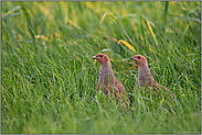 standorttreu... Rebhühner *Perdix perdix*