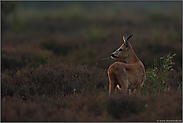 weit nach Sonnenuntergang... Rehbock *Capreolus capreolus*