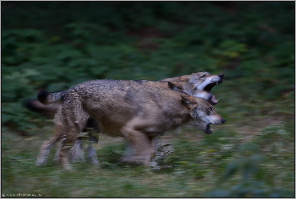 jagend... Graue Wölfe *Canis lupus*