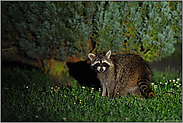 überrascht... Waschbär *Procyon lotor*