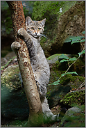 am Kratzbaum... Europäische Wildkatze *Felis silvestris*