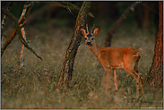 am Waldrand... Rehbock *Capreolus capreolus*