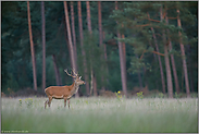 Jungspund... Rothirsch *Cervus elaphus*