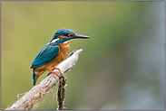 hoch über dem Wasser...  Eisvogel *Alcedo atthis*