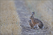 im Doppelpack... Feldhase *Lepus europaeus*