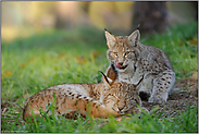 süße Träume... Europäische Luchse *Lynx lynx*