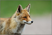 Fuchsportrait... Rotfuchs *Vulpes vulpes*