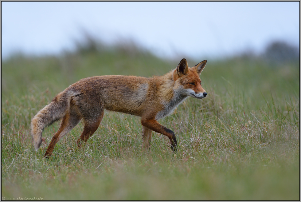 im Sommerfell... Rotfuchs *Vulpes vulpes* (www.wunderbare-erde.de)