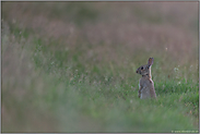 an einem lauen Sommerabend... Wildkaninchen *Oryctolagus cuniculus*