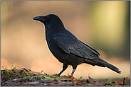 schwarzer Vogel...Rabenkrähe *Corvus corone*
