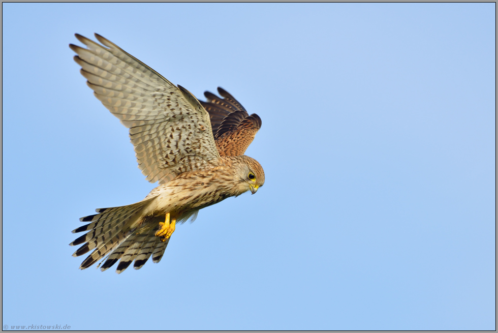 Falke Keksausstecher Ornithologie Fliegen Vogel Wald Wildtiere Geburtstagsparty