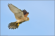 Rüttelflug... Turmfalke *Falco tinnunculus*
