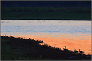 Flutmulde im Gegenlicht... Bislicher Insel *Niederrhein*