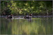 am Gewässer... Haubentaucher *Podiceps cristatus*