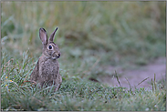 sitzend... Wildkaninchen *Oryctolagus cuniculus*