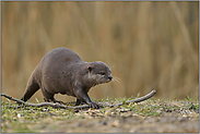 Kurzkrallenotter... Zwergotter *Aonyx cinerea*