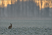 Nachtfrost... Feldhase *Lepus europaeus*