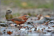 unter der alten Eiche... Kiefernkreuzschnabel *Loxia pytyopsittacus *