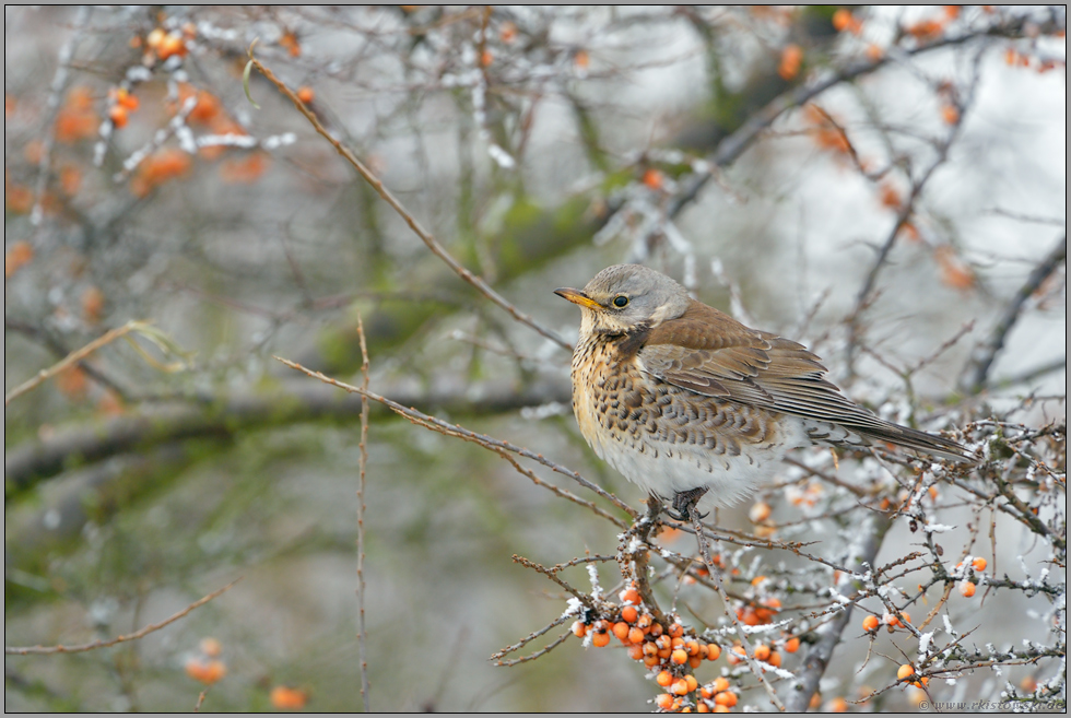 im Beerenstrauch... Wacholderdrossel *Turdus pilaris* (www ...