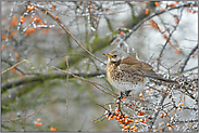 im Beerenstrauch... Wacholderdrossel *Turdus pilaris*